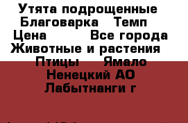 Утята подрощенные “Благоварка“,“Темп“ › Цена ­ 100 - Все города Животные и растения » Птицы   . Ямало-Ненецкий АО,Лабытнанги г.